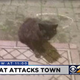 Illustration for article titled The Most Beautiful Modern Art: News Chyrons Featuring Cats